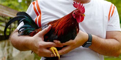 5 Best Gamefowl Breeds for Your New Breeding Business .
